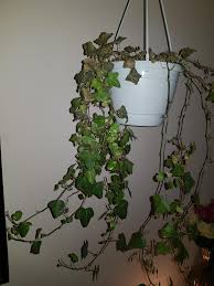 Indoor ivy plant with dead leaves. Why Is My Ivy Dying