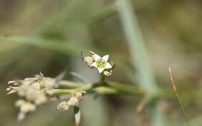 Image result for Thesium goetzeanum