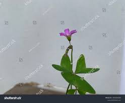 Image result for Oxalis latifolia