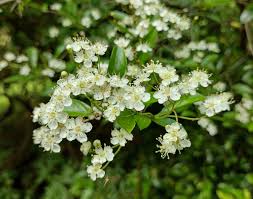 Image result for Pyracantha cf. crenulata
