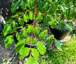 Image result for Erythrophysa