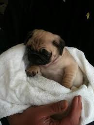 pug oh pug mops hund mops leben als mops