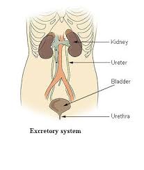 Structure of element of excretory system with title. Human Excretory System Worksheet Free Printable Easy Science Kids Hidden Words Worksheet