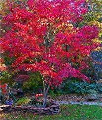 Gardening Flowering Trees Japanese Maple Tree Front Yard Landscaping