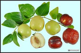 Kiwifruit (commonly shortened to kiwi in north america) or chinese gooseberry is the edible berry of several species of woody vines in the genus actinidia. Apple Pear Quince Loquat Peach Cherry Jujube Olive Avocado Fruit Photos