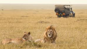 The answer to this question lies largely with one's own personal requirements. Tanzania Safari Vs Kenya Safari Which Trip Is Better East Africa Guide