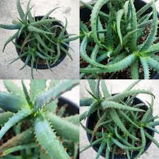 Image result for Aloe rulkensii