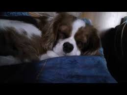 Buona Notte Cucciolo Good Night Puppy Youtube E buonanotte, buonanotte a chi non riesce a prender sonno e buonanotte, buonanotte a chi insegue un'altro sogno e buonanotte, buonanotte a chi ne fuma ancora una e buonanotte, buonanotte a. youtube
