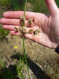 Image result for Bolboschoenus glaucus