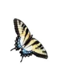 Yellow Black Polyvore Moodboard Filler Butterfly Filler Overlays Png