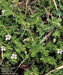 Image result for Bacopa monnieri