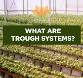 A trough system is a type of hydroponics where plants grow in channels or  troughs with a continuous flow of nutrient-rich water, optimizing space and  water use., - Space-Efficient Design: Ideal for ...