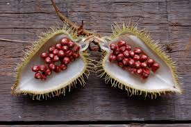 Image result for Bixa orellana