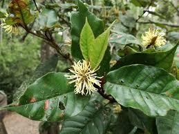 Image result for Trichocladus