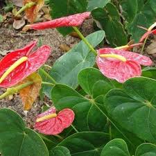 Vivo Respiro Soy Consciente De Mi Aqui Y Ahora Agradezco Bendigo Cada Circunstancia Me Dispongo A Recibir La Abundanci Zen Meditation Plant Leaves Flowers