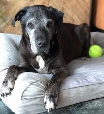 Dog model strikes a pose!!! The Gentle Giant Is The Great Dane Lab Mix For You K9 Web