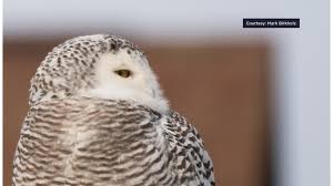 Illinois photographer recounts his encounter with New Glarus Snowy owl