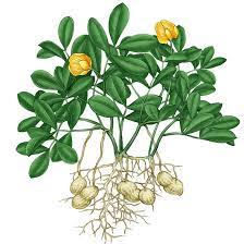 In order to grow your peanuts there a few things that are absolutely necessary to succeed. All About Growing Peanuts Organic Gardening Mother Earth News
