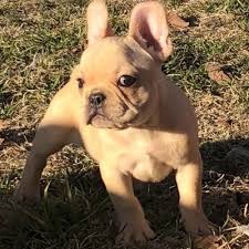 Effective immediately, luxury puppies is proud to offer free home delivery for all puppies purchased online. Dog Breeder Near Me Vip Puppies