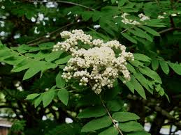 Aug 25, 2021 · browse our selection of funeral flowers flowers at florist one. May 2020 In The Neighbourhood Ubc Botanical Garden