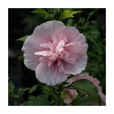 Image result for Hibiscus syriacus ´Pink Chiffon