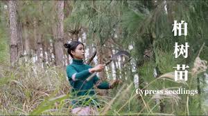 cypress seedlings to get fried ribs maybe i was the first person in the net 柏树苗弄来炒排骨 可能我是全网第一人吧 youtube