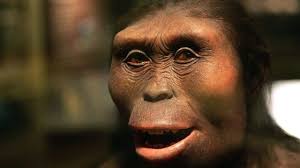 Notre ancêtre Lucy est "probablement" morte en tombant d'un arbre