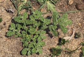 Image result for Coldenia procumbens