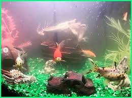 Ikan koi di aquarium dan ikan kapiat beserta ikan sumatra di air super beningподробнее. 4 Penyebab Air Aquarium Ikan Koki Cepat Keruh Dan Kotor Ekor9 Com Ekor9 Com