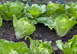 How To Grow Napa Cabbage (Brassica rapa subsp. pekinensis) - Gardening Channel