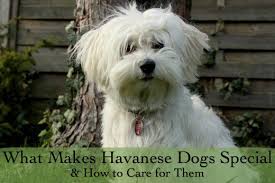Havanese Dog Temperaments And Care Pethelpful
