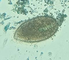Image result for Fagonia isotricha