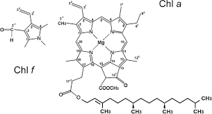 Chlorophyll (also chlorophyl) is any of several related green pigments found in the mesosomes of cyanobacteria and in the chloroplasts of algae and plants. The C21 Formyl Group In Chlorophyll F Originates From Molecular Oxygen Journal Of Biological Chemistry