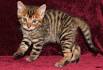 Toyger Kittens For Sale
