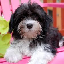 Black And White Havanese Puppy Names Royal Flush Havanese Black And White Male Havanese This Looks Just Like Our Little Shadow Havanese Puppies Havanese Dogs Cute Dogs