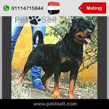 egypt cairo ago حفيد بطل العالم astor إبن الأسطورة هارد روك hadhood house kennel وإبن بطلة مصر zomorda vom camello الأسطورة براجا بالبيد pets animals dogs