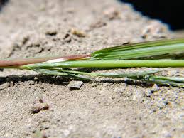 Image result for Leptochloa uniflora
