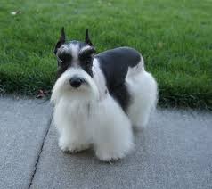 As time progressed, kennel clubs around the world began to slowly understand recessive genetics and realized the white schnauzer's legitimacy to the miniature schnauzer breed. Black Teacup Schnauzer Pasteurinstituteindia Com