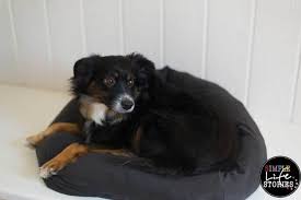 Sie können es als nachttisch neben ihrem bett verwenden, um ihre hauskatze bei ihnen schlafen zu lassen. Nahanleitung Hunde Oder Katzenbett Selber Machen