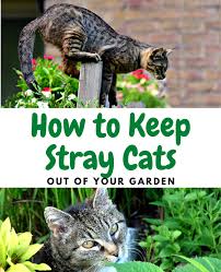 You may also want to plant your own cat garden consisting of the plants that cats enjoy chewing and can even benefit from. How To Keep Cats Away From Your Garden Natural Tips