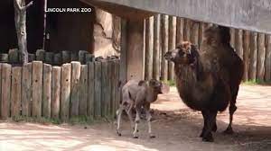 There are two species of camel: Abc 7 Chicago On Twitter Lincoln Park Zoo Names Baby Camel Alexander Camelton Https T Co Eyrwagpz2l