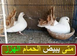لمن يبرد الجو تبدا الذكوربرقصات التزاوج لجذب الاناث الان يتزاوج وبعضه يبيض 23.09.2014, 11:29 pm #4 abdulaziz201149 Ù…ØªÙ‰ ÙŠØ¨ÙŠØ¶ Ø§Ù„Ø­Ù…Ø§Ù… Ø§Ù„Ù‡Ø²Ø§Ø² ÙˆØ·Ø±Ù‚ ØªØ³Ø±ÙŠØ¹ Ø§Ù„Ø§Ù†ØªØ§Ø¬ Ù„Ù„Ø­Ù…Ø§Ù… Ø§Ù„Ù‡Ø²Ø§Ø²
