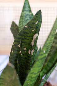 3 reasons why your snake plant is dying. The Complete Guide To Caring For Your House Plants Snake Plant Edition Vintage Revivals