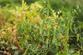Why are my peas turning yellow at the bottom? 10 Reasons Your Pea Plants Are Dying And How To Prevent It