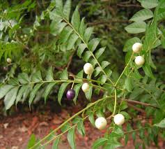 Image result for Clausena anisata