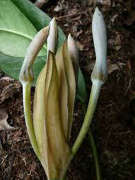 Image result for Culcasia orientalis