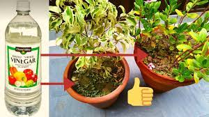 Just like it causes chemical reactions when we consume it, it also causes reactions when it comes into contact with plants. Uses Of Vinegar For Plants Youtube