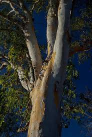 Image result for Dolichandrone alba