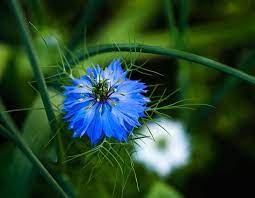 Love In A Mist Nigella Damascena Summer Plants Gardening Zones Organic Gardening