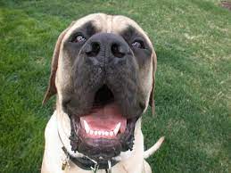 Mastiff Lifespan How Long Do Mastiffs Live Bubbly Pet